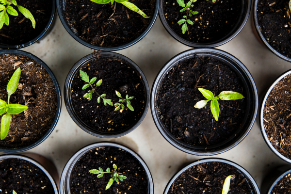 Should councils make commercial investments