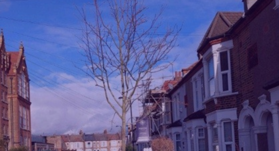 tree in london street