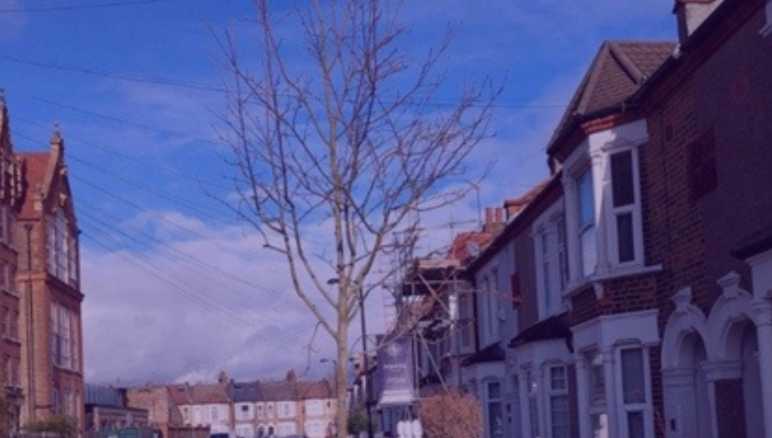 tree in london street