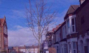 tree in london street
