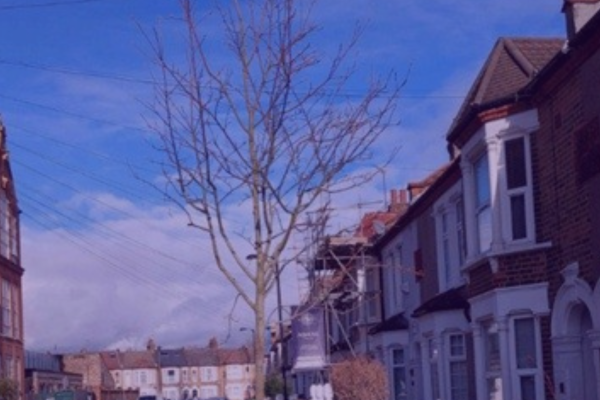 tree in london street