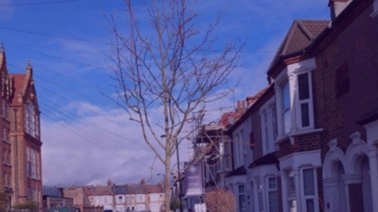 tree in london street